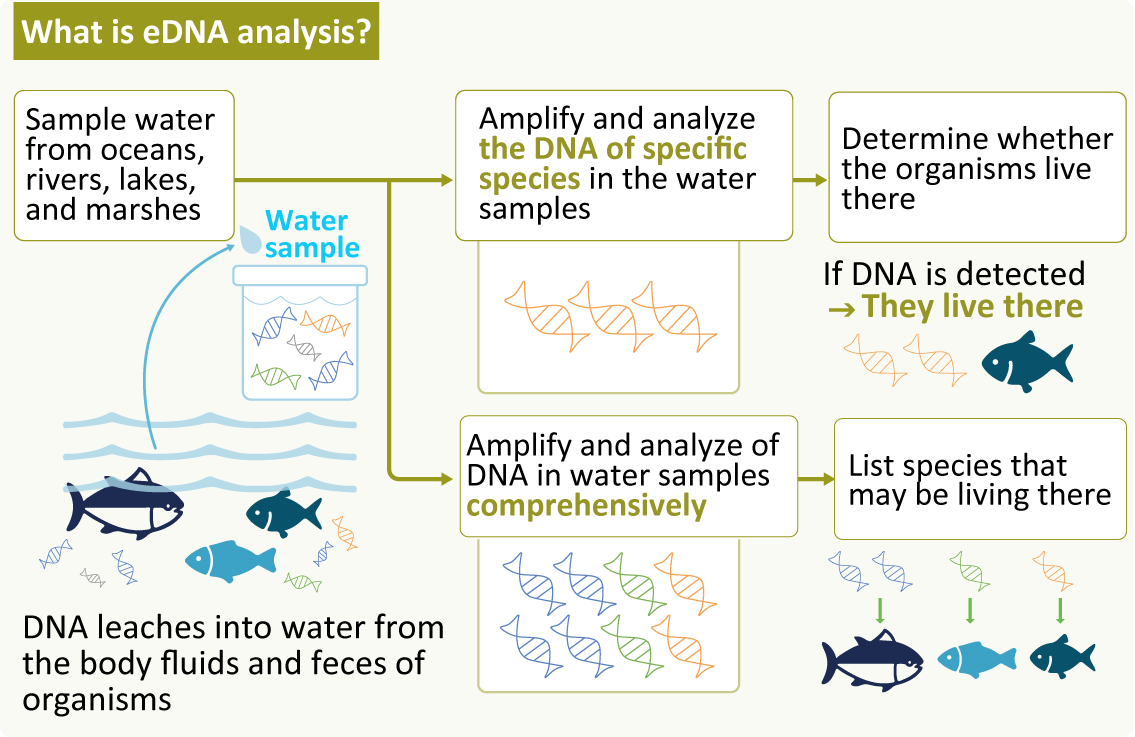 What is eDNA analysis?
