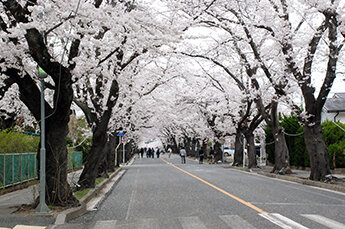 福島県富岡町が実施する「夜の森桜のトンネルライトアップ」に協賛しました。 | お知らせ | 建設技術研究所